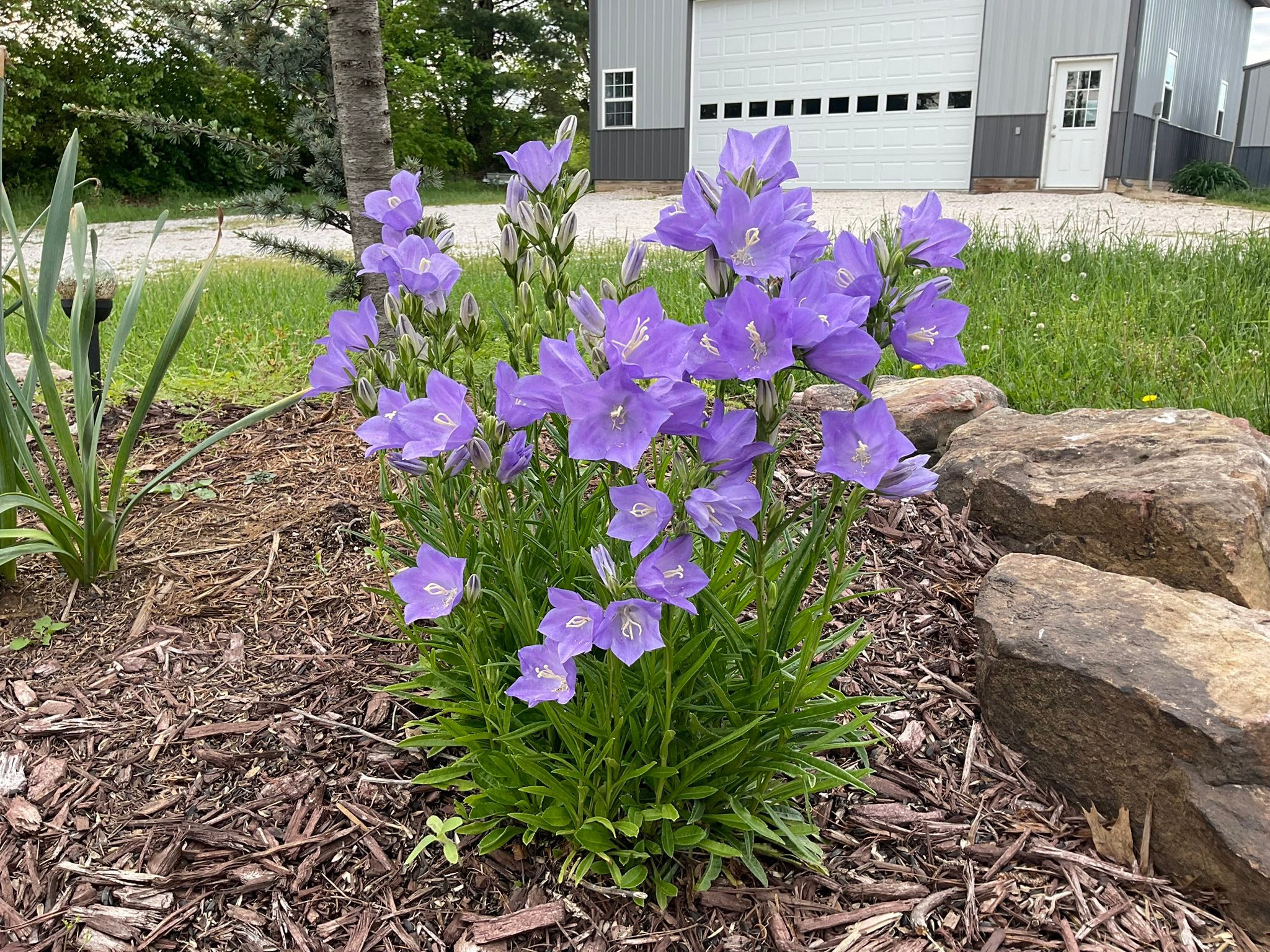 Clustered bell flowers in my side yard