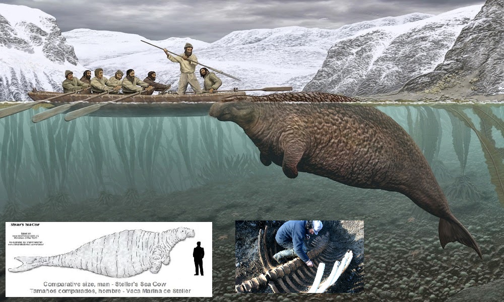 Steller's sea cow was one of the... - Animales prehistóricos | Facebook