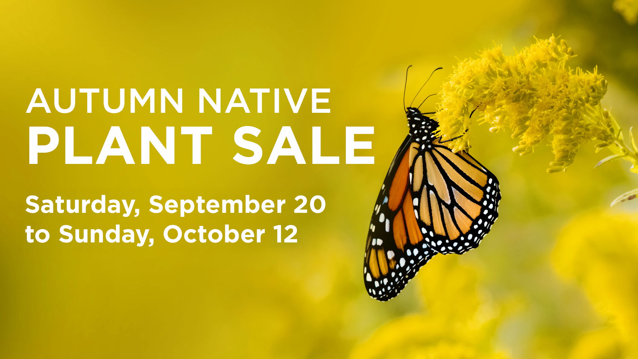 Autumn Native Plant Sale at Rowe Woods