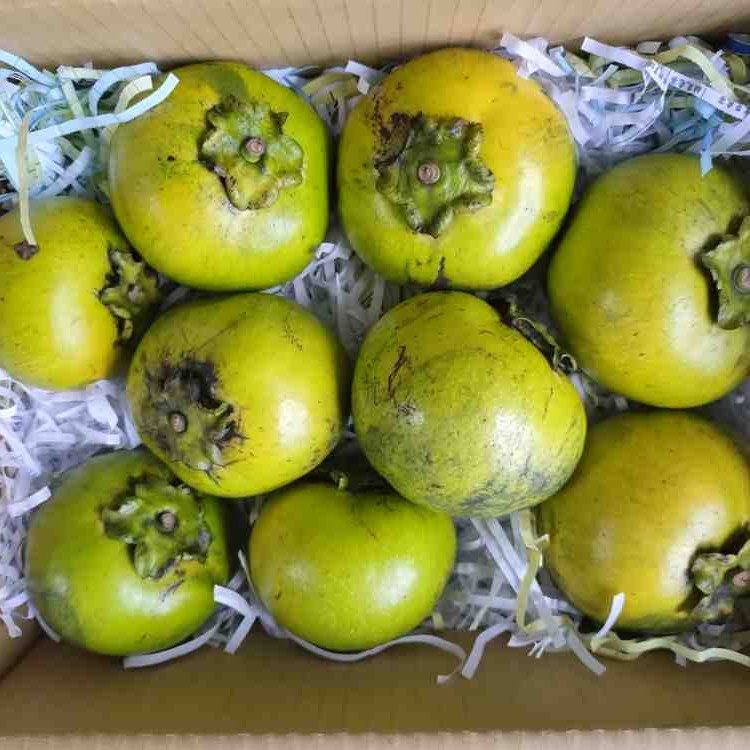 東東生態農場-白柿、黃金果、黑柿等果樹世界-World of White sapote Abiu Black sapote and ...