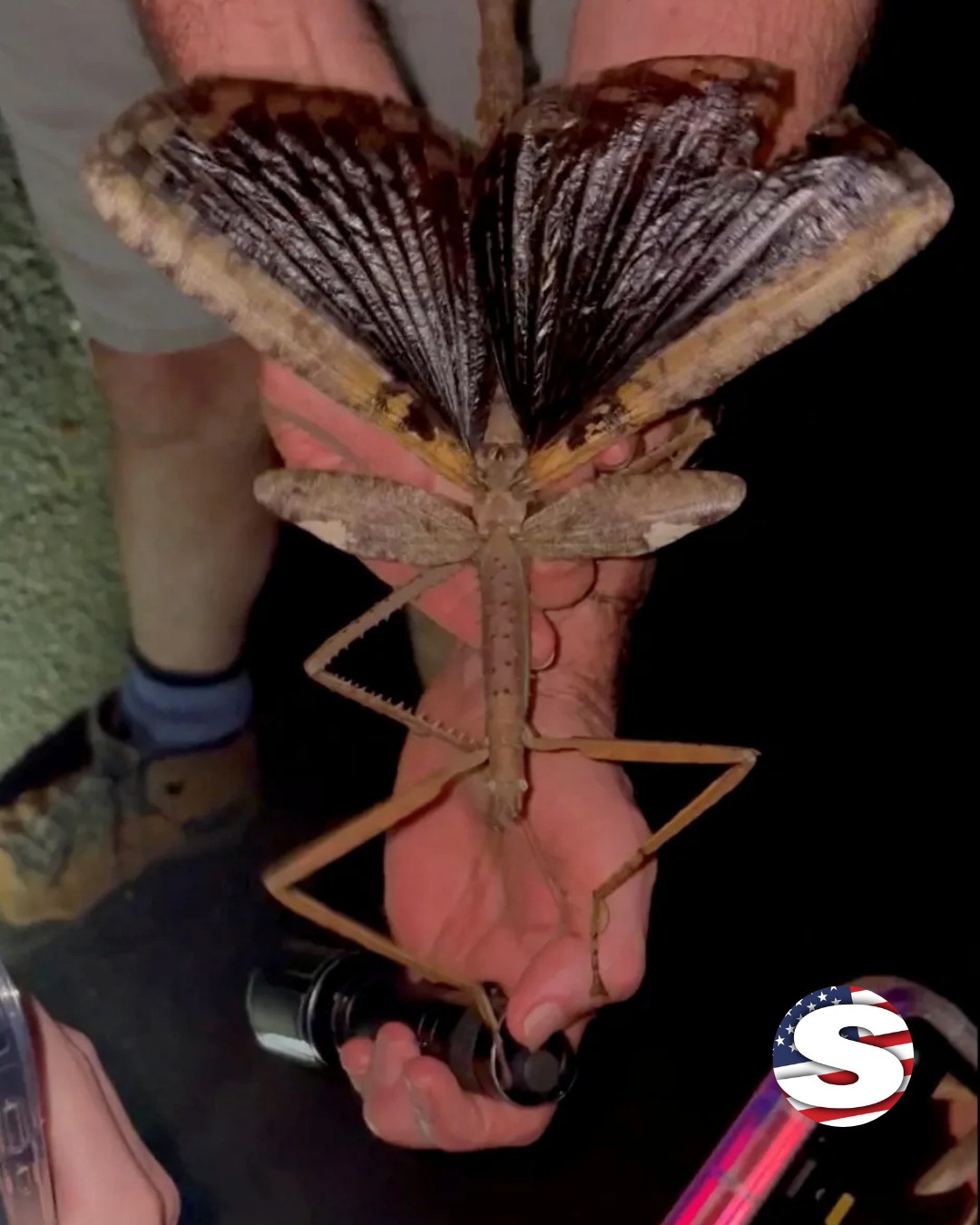 The US - A new super-sized species of stick insect has been discovered ...