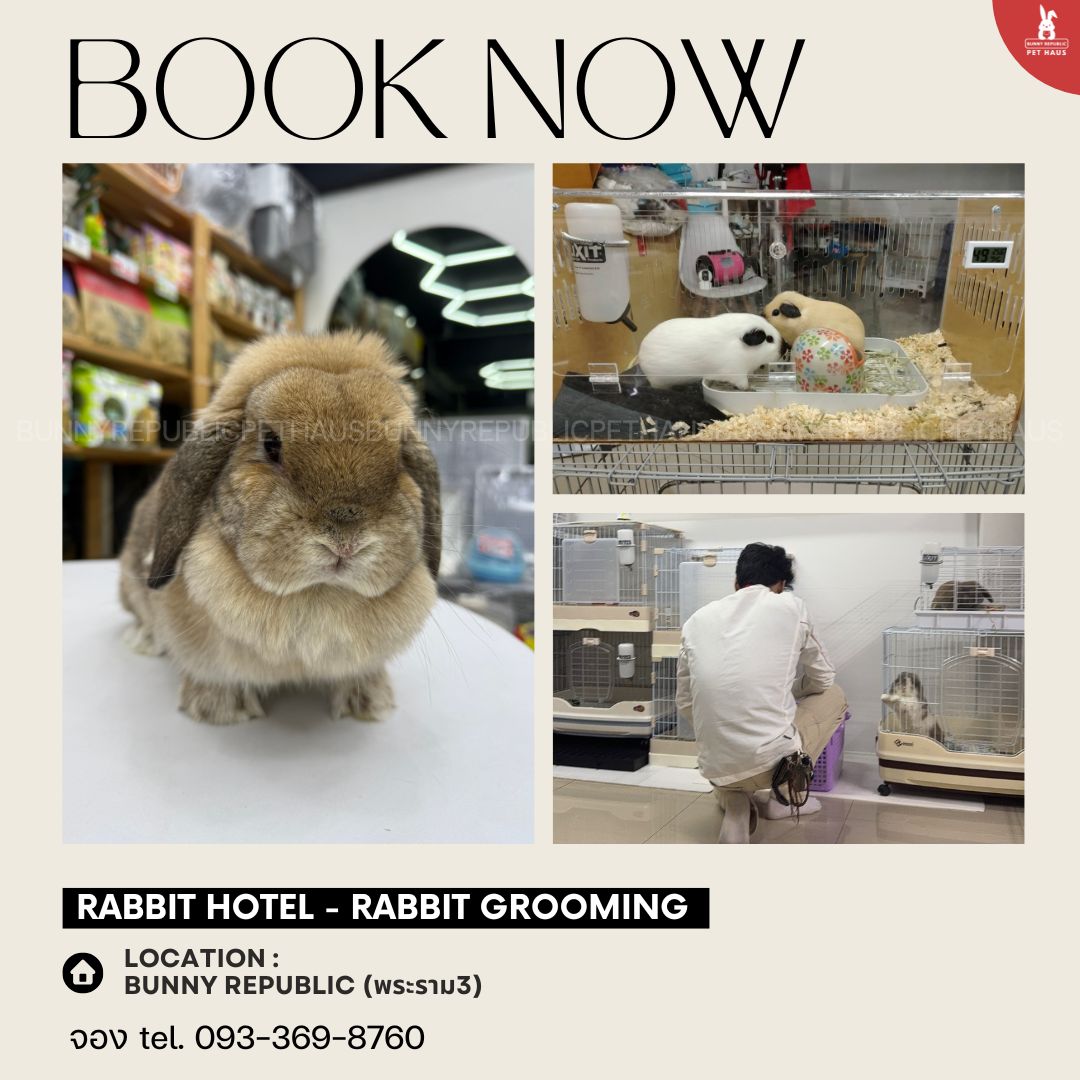 โรงแรมกระต่าย BUNNY REPUBLIC RABBIT HOTEL ฝากกระต่าย แก๊สบี้ ชินชิล่า ...