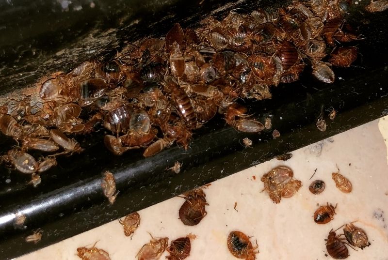 Protect - 🛏 Bed Bug Problem? Worried about bed bugs? Our fast and ...
