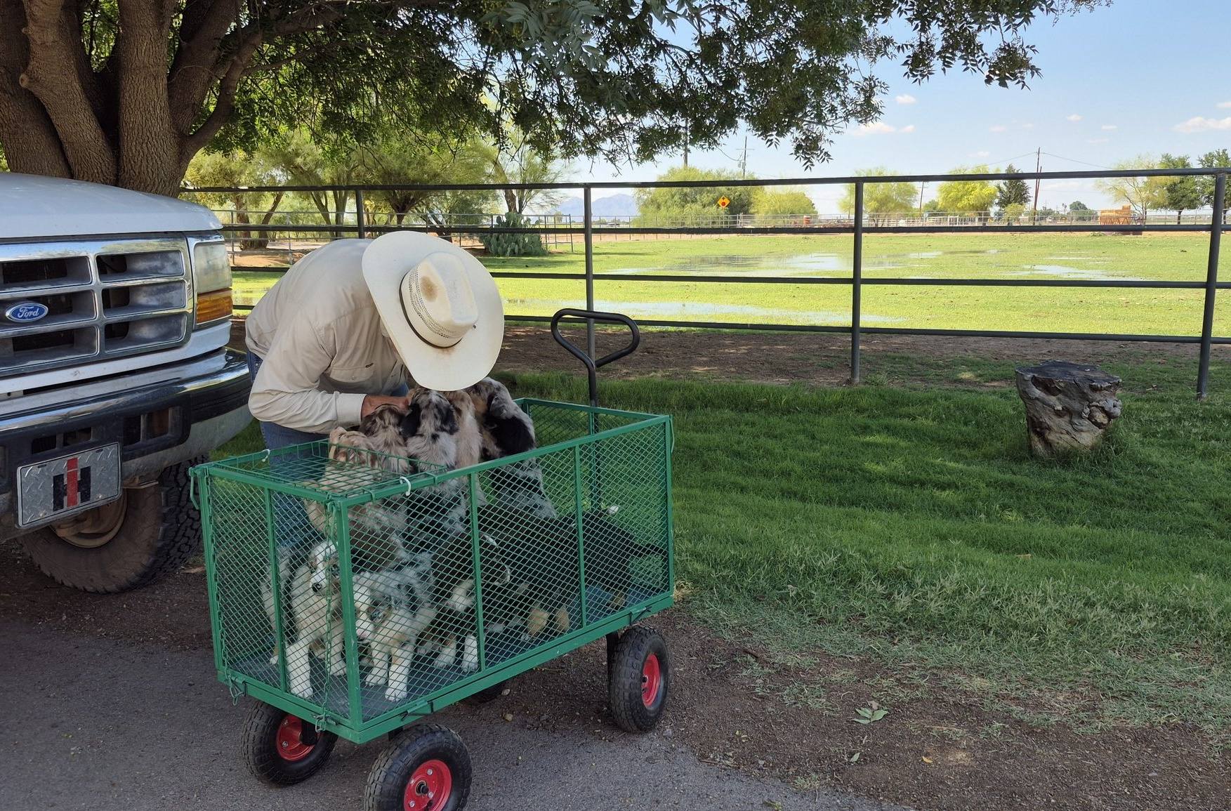 Iron Side Ranch Australian Shepherds | Marana AZ