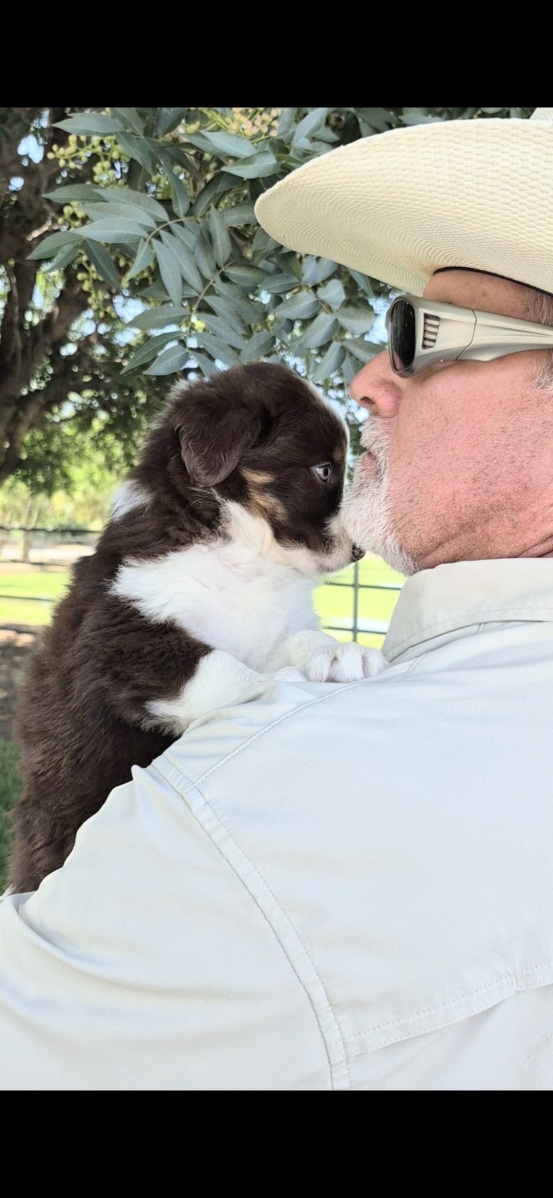 Iron Side Ranch Australian Shepherds | Marana AZ
