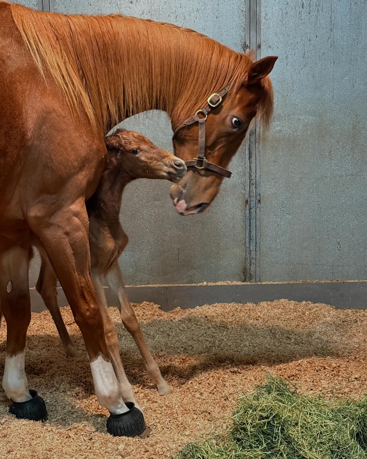 Pomponio Ranch Stallions | San Gregorio CA