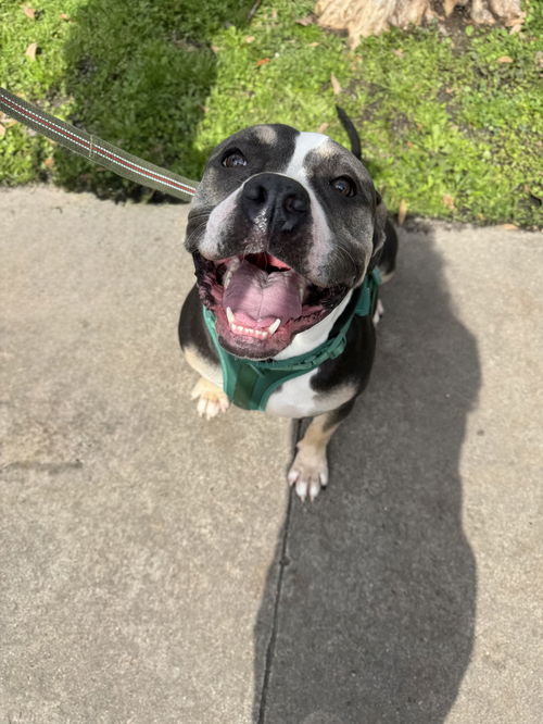 Houston Boxer Rescue | Houston TX