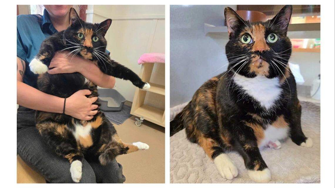 The News - Fat Bear Week? ‘Plump’ NC shelter cat is ready to challenge ...