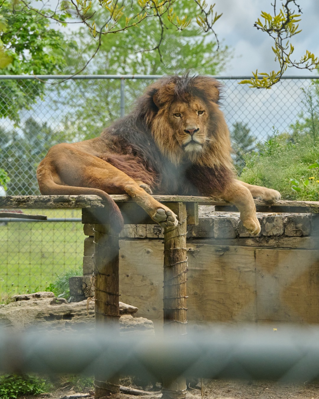 World - Popular opinion: viewing wild animals in their natural ...