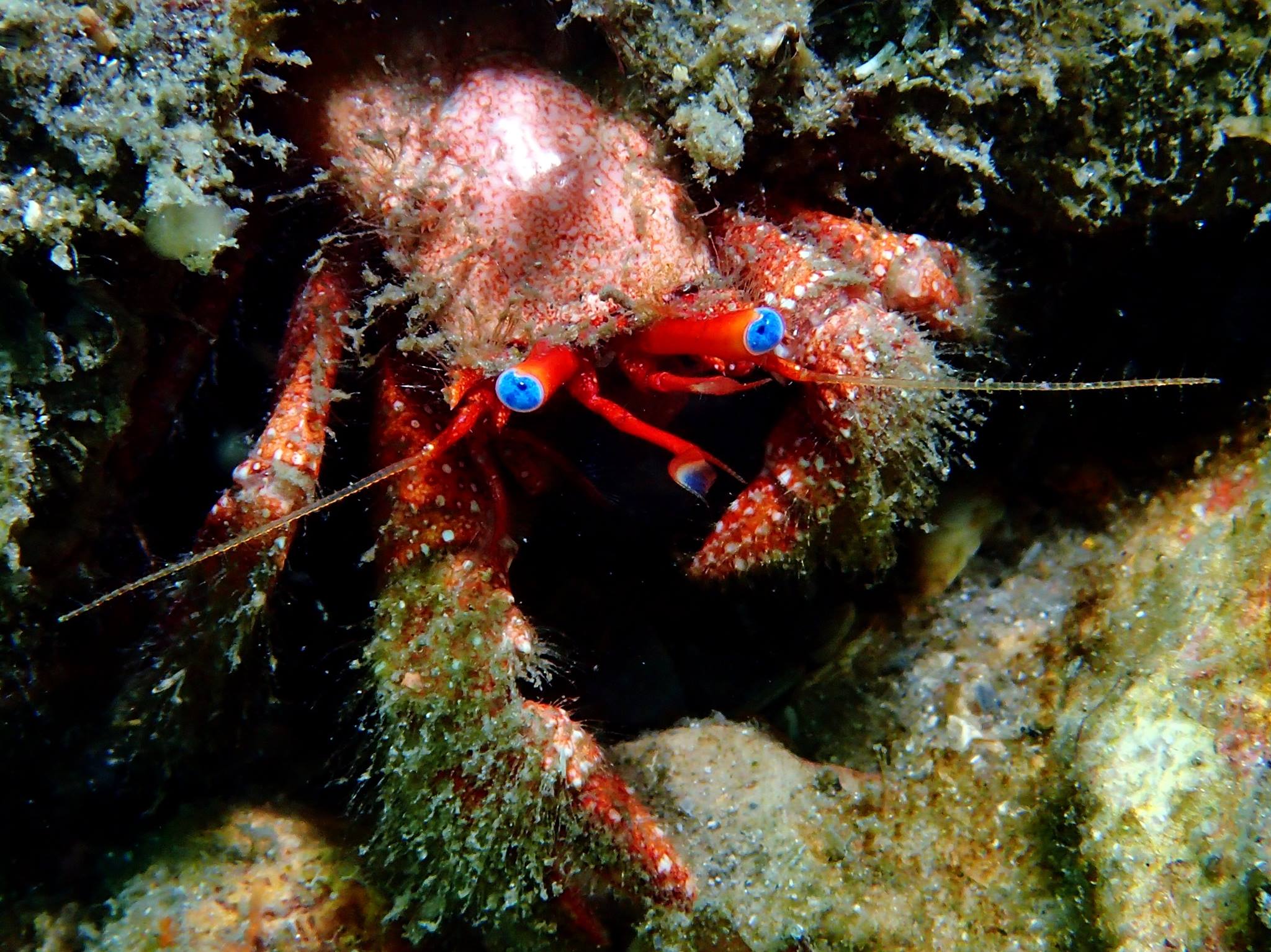 Blue - Overall orange in color, the blue-eyed hermit crab's eyes are ...