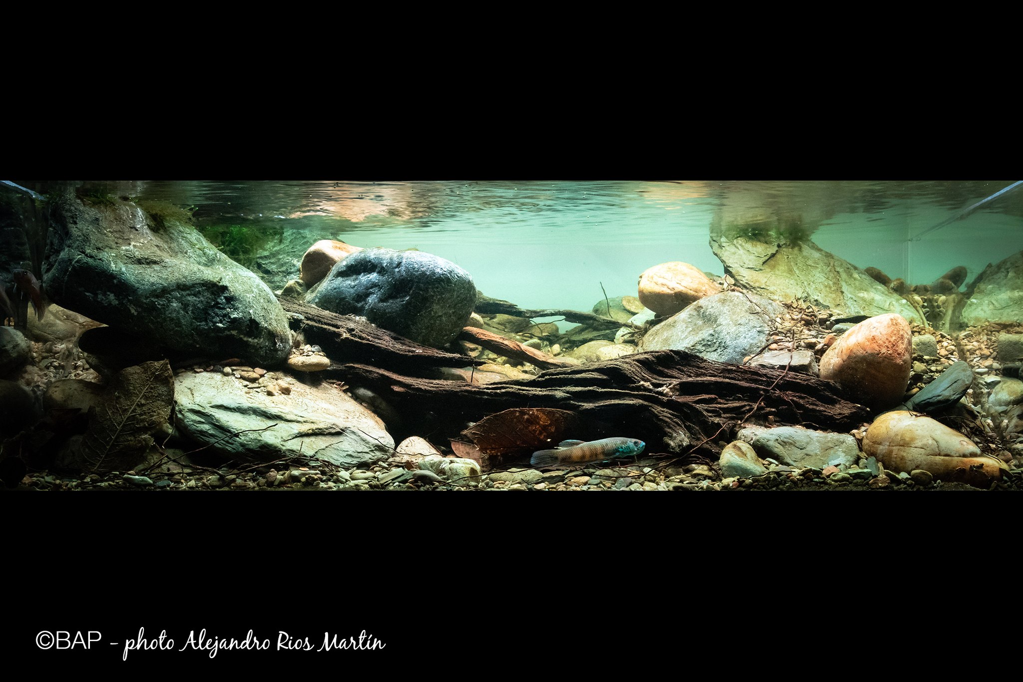 BIOTOPE AQUARIUM Project added... - BIOTOPE AQUARIUM Project