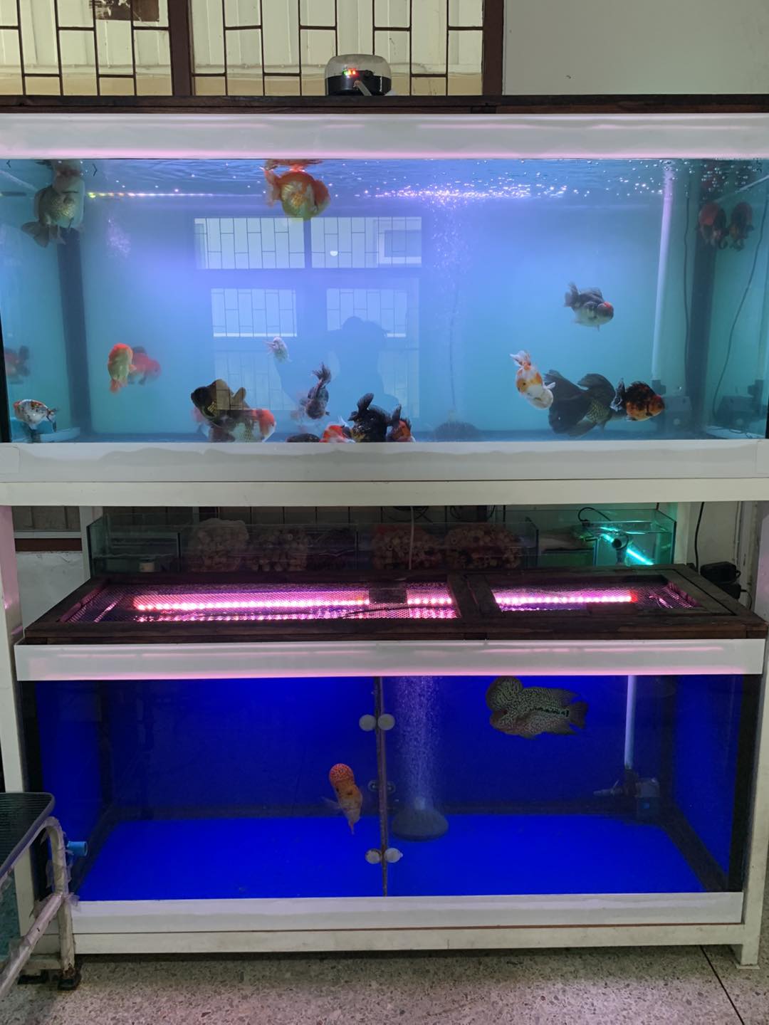 Btc Fish & Exotic | Bangkok