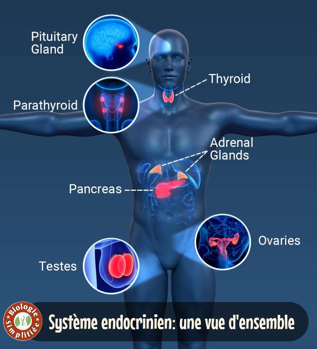 Biologie - Le #système_endocrinien est un réseau complexe de glandes et ...