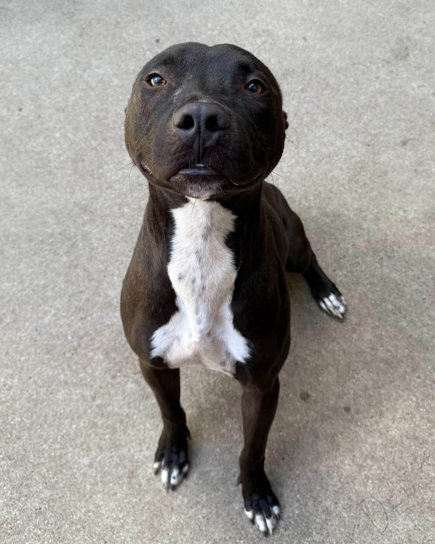 Meet our pet... - City of Aurora IL Animal Care and Control | Facebook