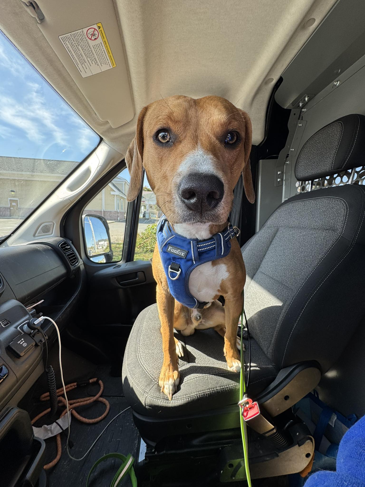 Meet Copper! This... - Humane Society Waterville Area | Facebook
