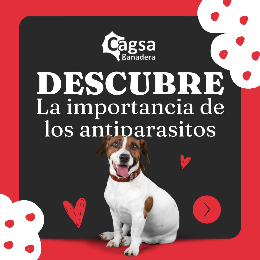 Cagsa Ganadera S.L | Huelva