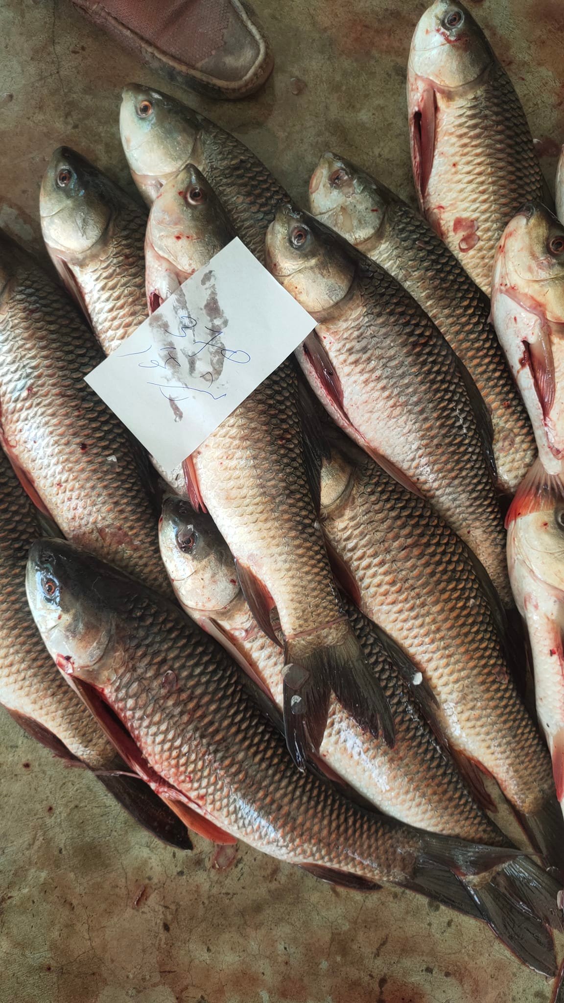 Ali fish wala