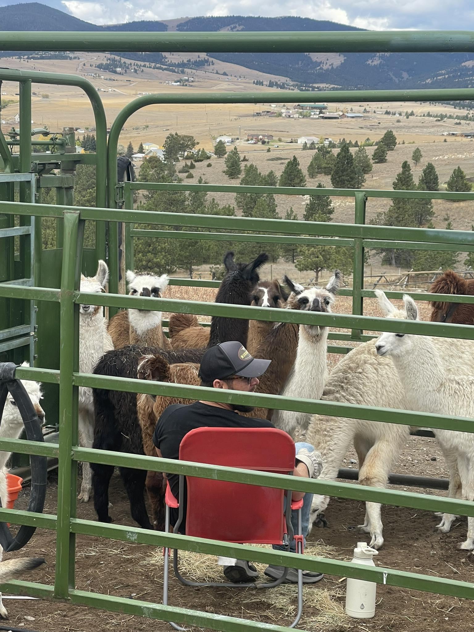 Windy Ridge Llama Ranch