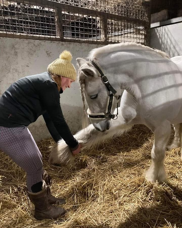 🌟 Meet the... - HAPPA - Horse & Pony Protection Association | Facebook