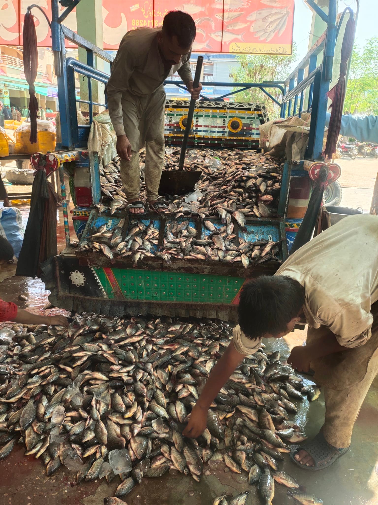 Ali fish wala