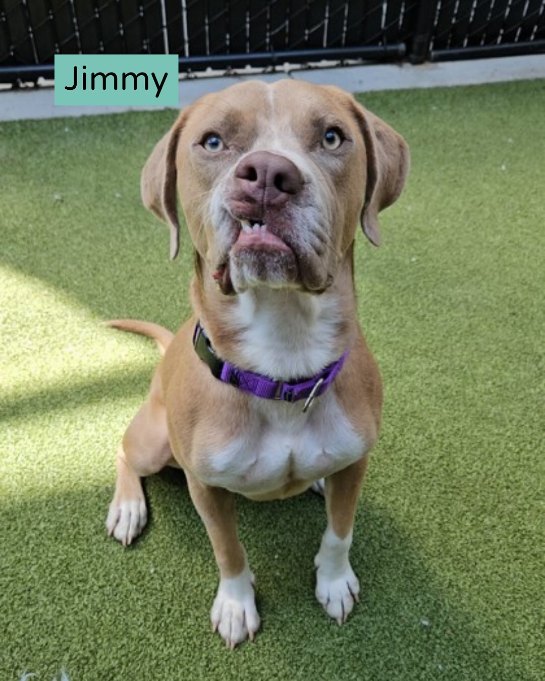 Seattle Humane - Adopt Bentley from Seattle Humane Society! Bentley is ...