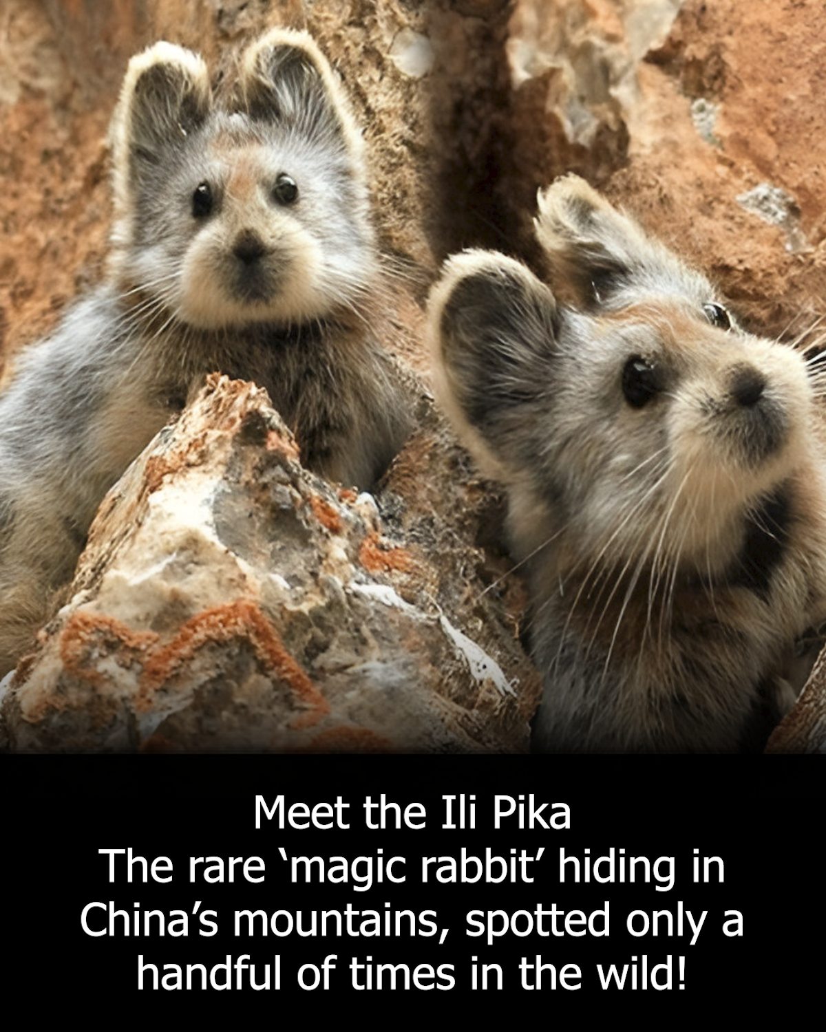 Sam's - Have you ever seen an Ili Pika? This tiny mountain-dweller ...