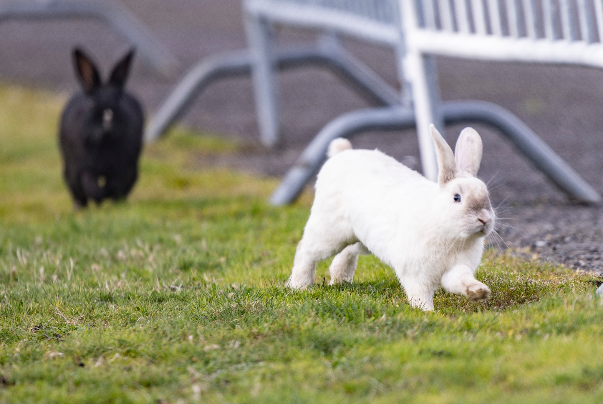 The Chronicle - IN FOCUS: The resident rabbits of... | Facebook