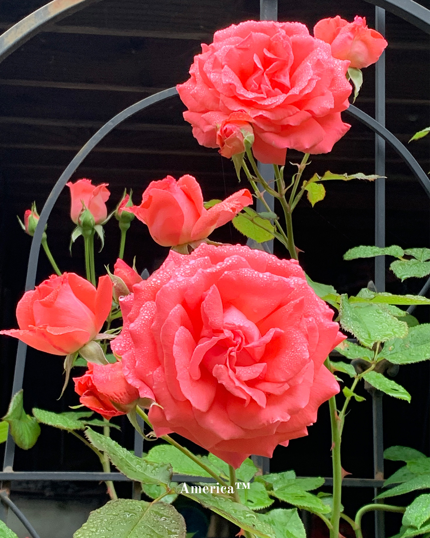 Heirloom Roses