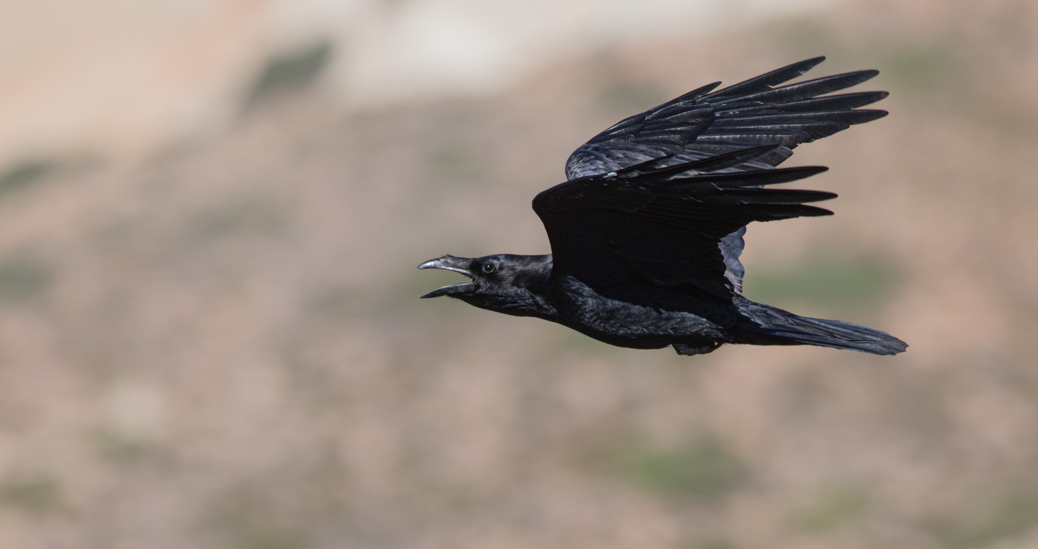 Antikythira Bird Observatory (ABO) - Spring 2016, day 53 of bird ...