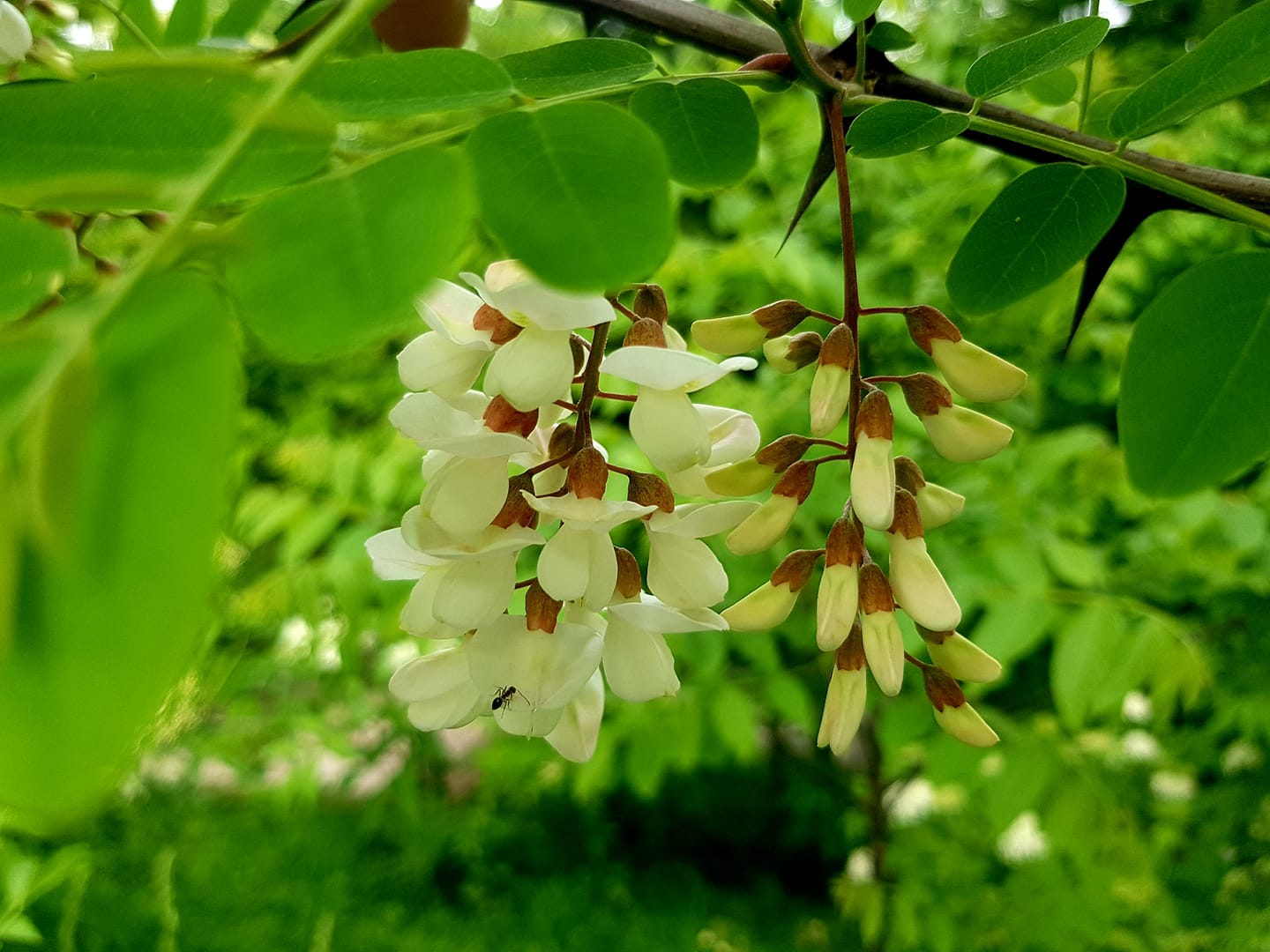 Today's special: BLACK LOCUST... - Reviving Inner Wisdom