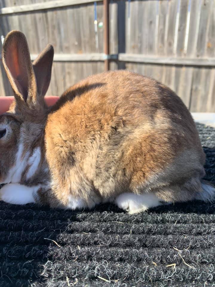 I have some pedigreed rex does that... - Harness Rex Rabbitry