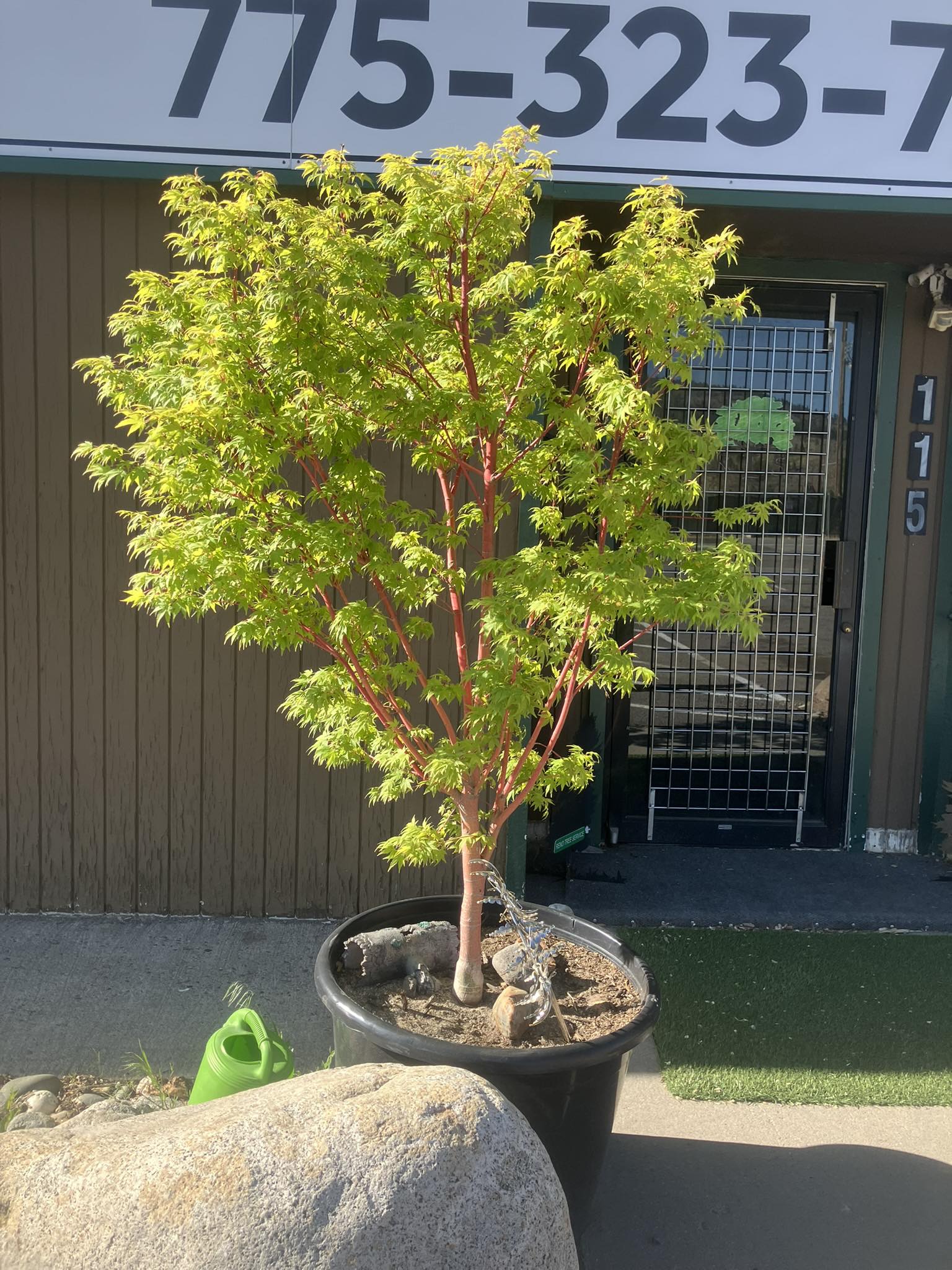 Reno Tree Service | Reno NV