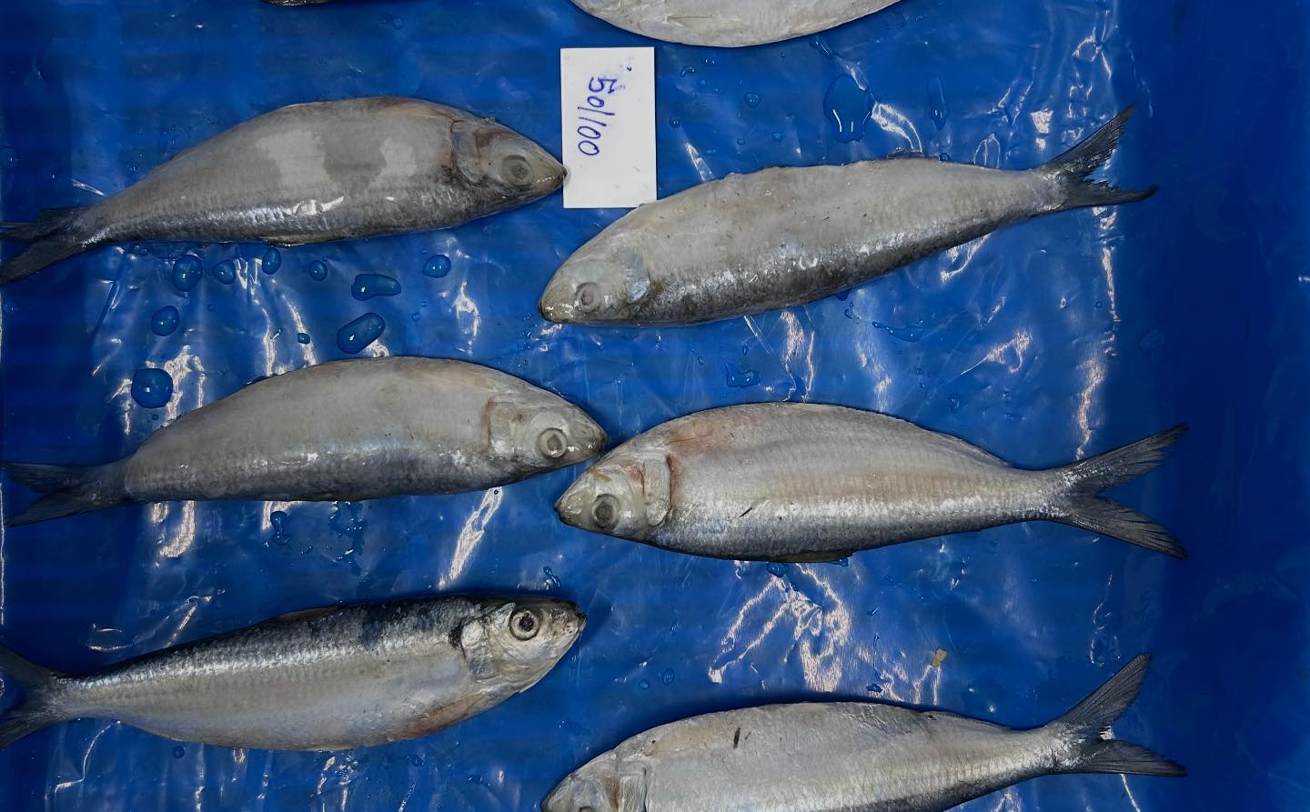 Shyam Marine Foods | Veraval