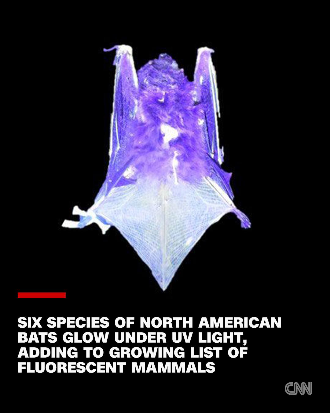 CNN - Glowing bats may sound like Halloween decor, but researchers in ...