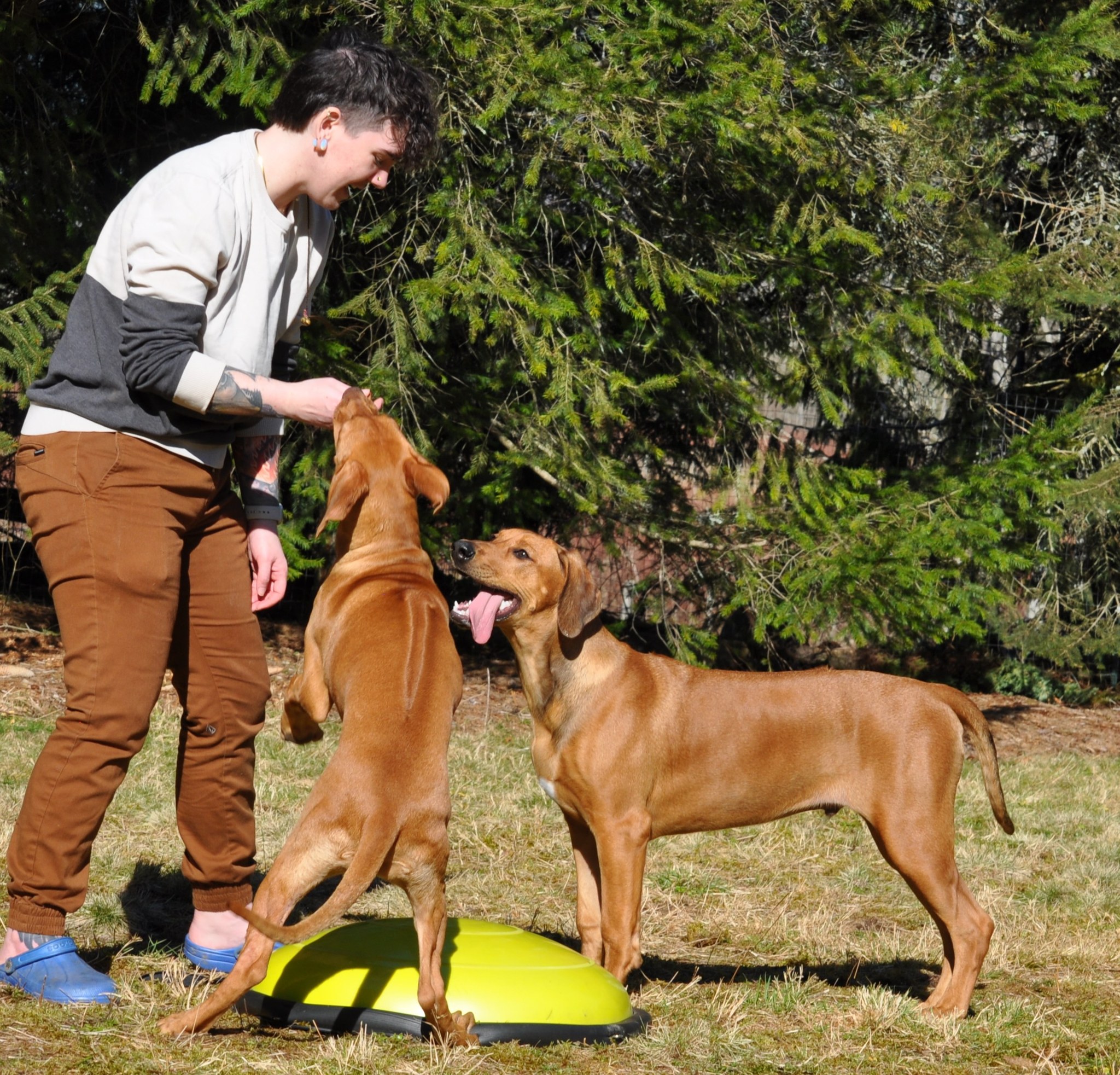 Of Course Rhodesian Ridgebacks | Vancouver BC