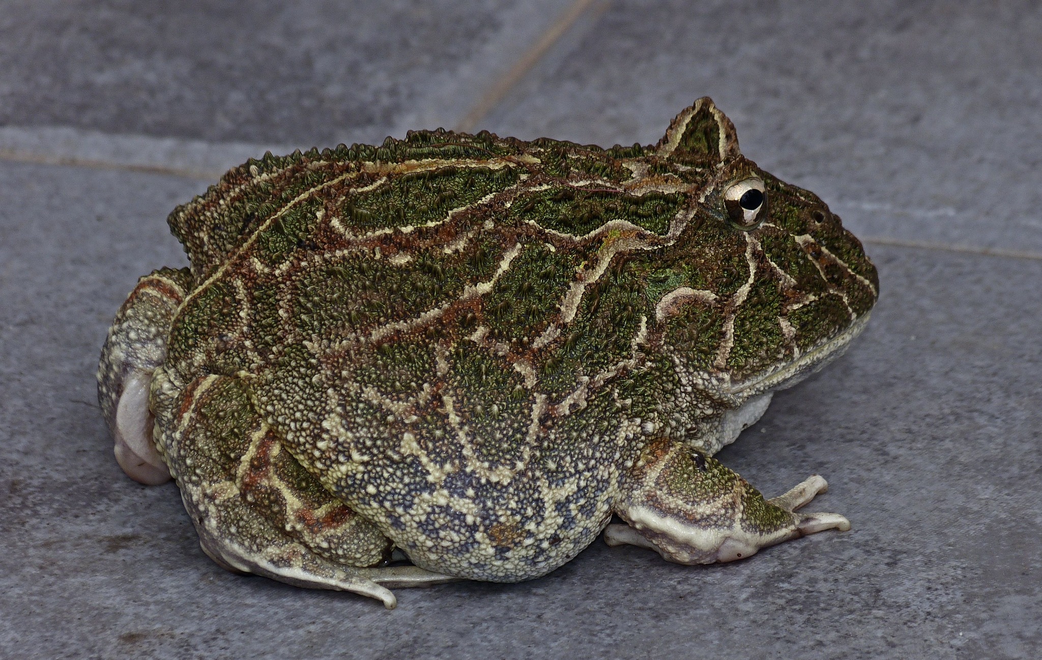 Ciencia - Rana cornuda del Chaco (Ceratophrys cranwelli) son animales ...