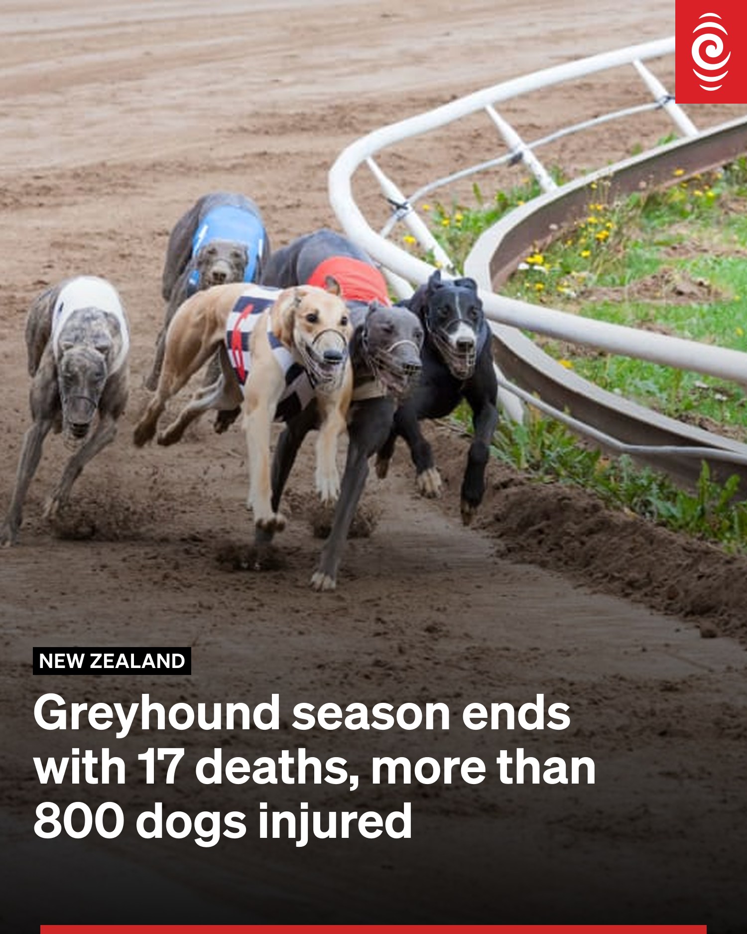 RNZ - The greyhound racing industry has ended its 2024/25 season with ...