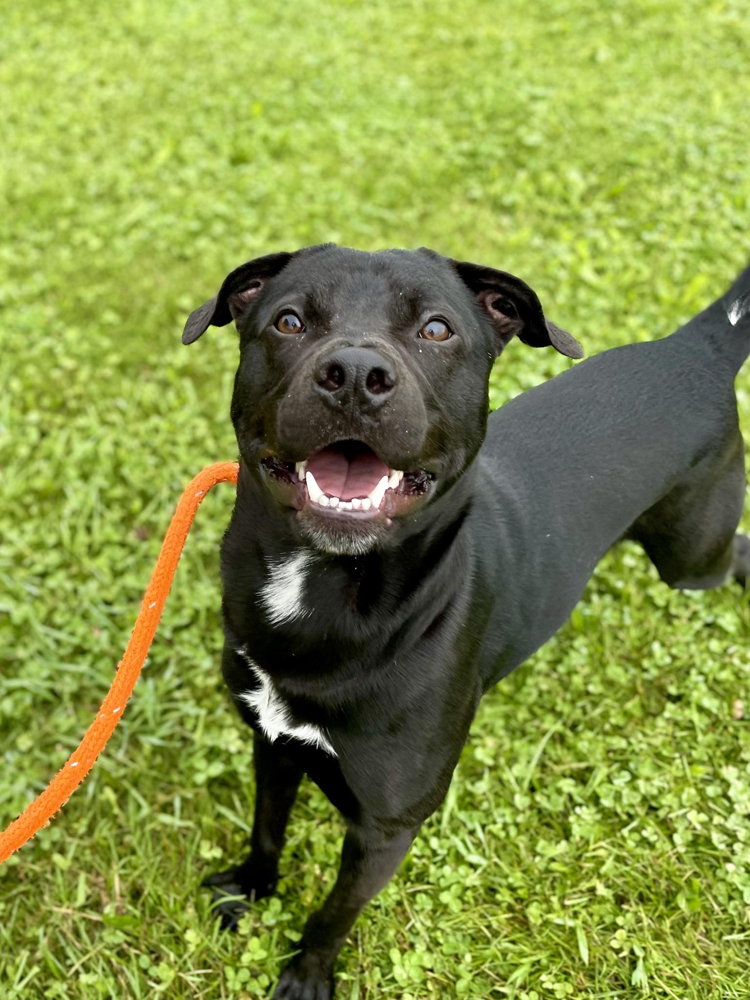 Speranza - Adoptable Brad -Male- 3yr old Shepherd,Rottie,Pit Mix https ...