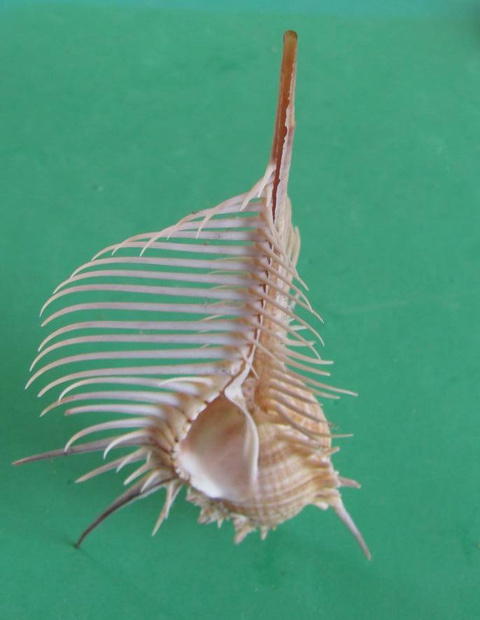 Jim's Seashells | Christchurch