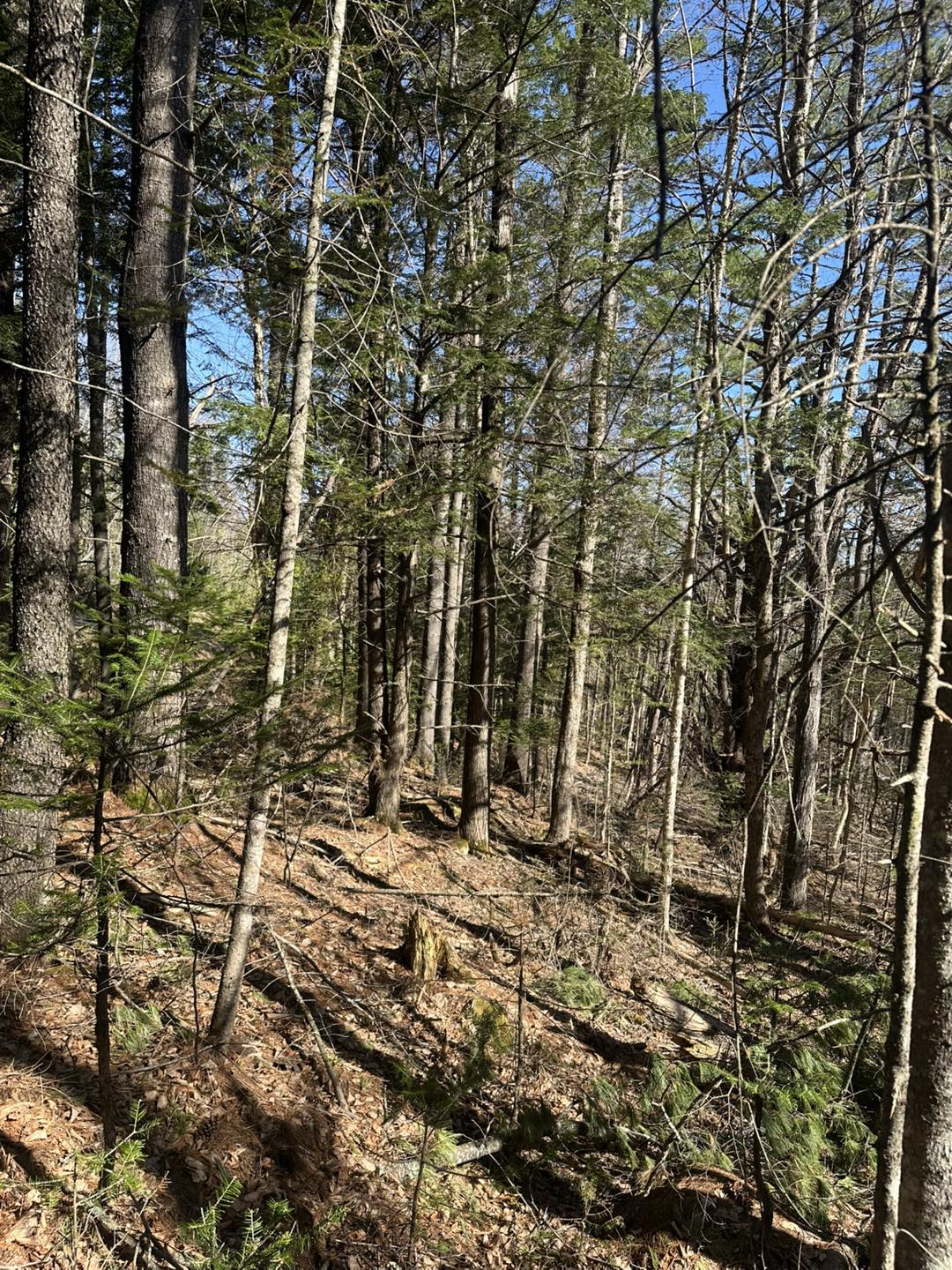 Rice Logging | Wellington ME