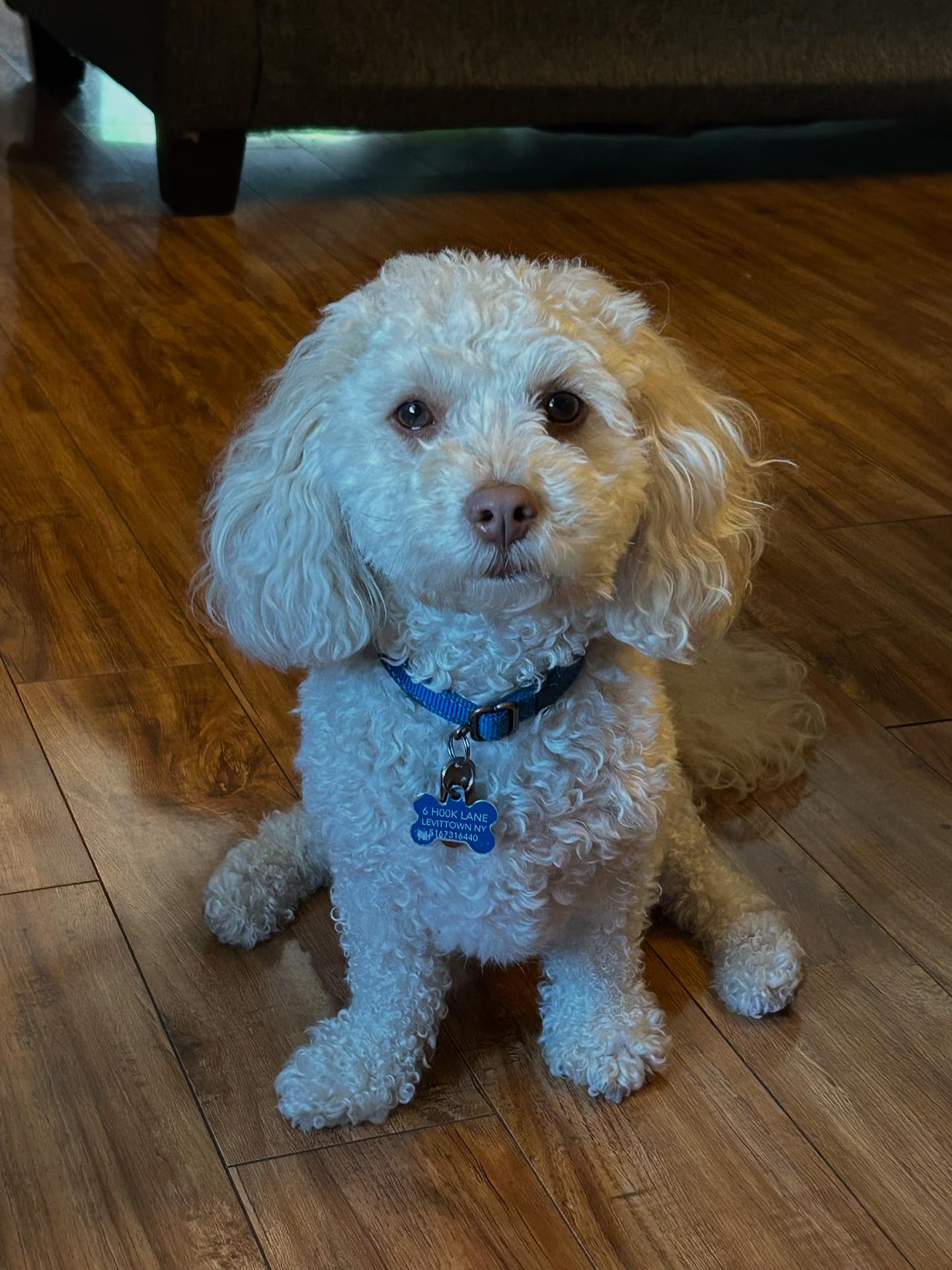 Abandoned - Picture Perfect! Jax (adopted 2024) loves posing for pics ...