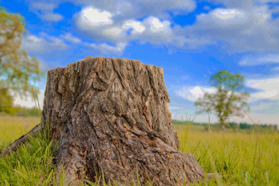 Competition Tree Service & Contracting