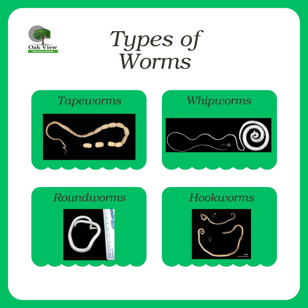 Oak - Did you know we recommend running annual fecal samples?💩 ...