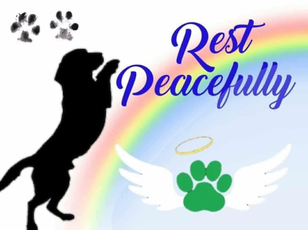RIP sweet dog💚 side of the... - Ground Search And Rescue KW | Facebook