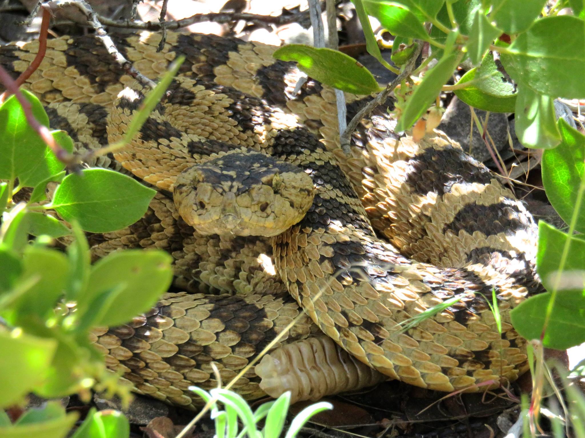 Zion - Watch your step! Zion National Park is rattlesnake country. Our ...
