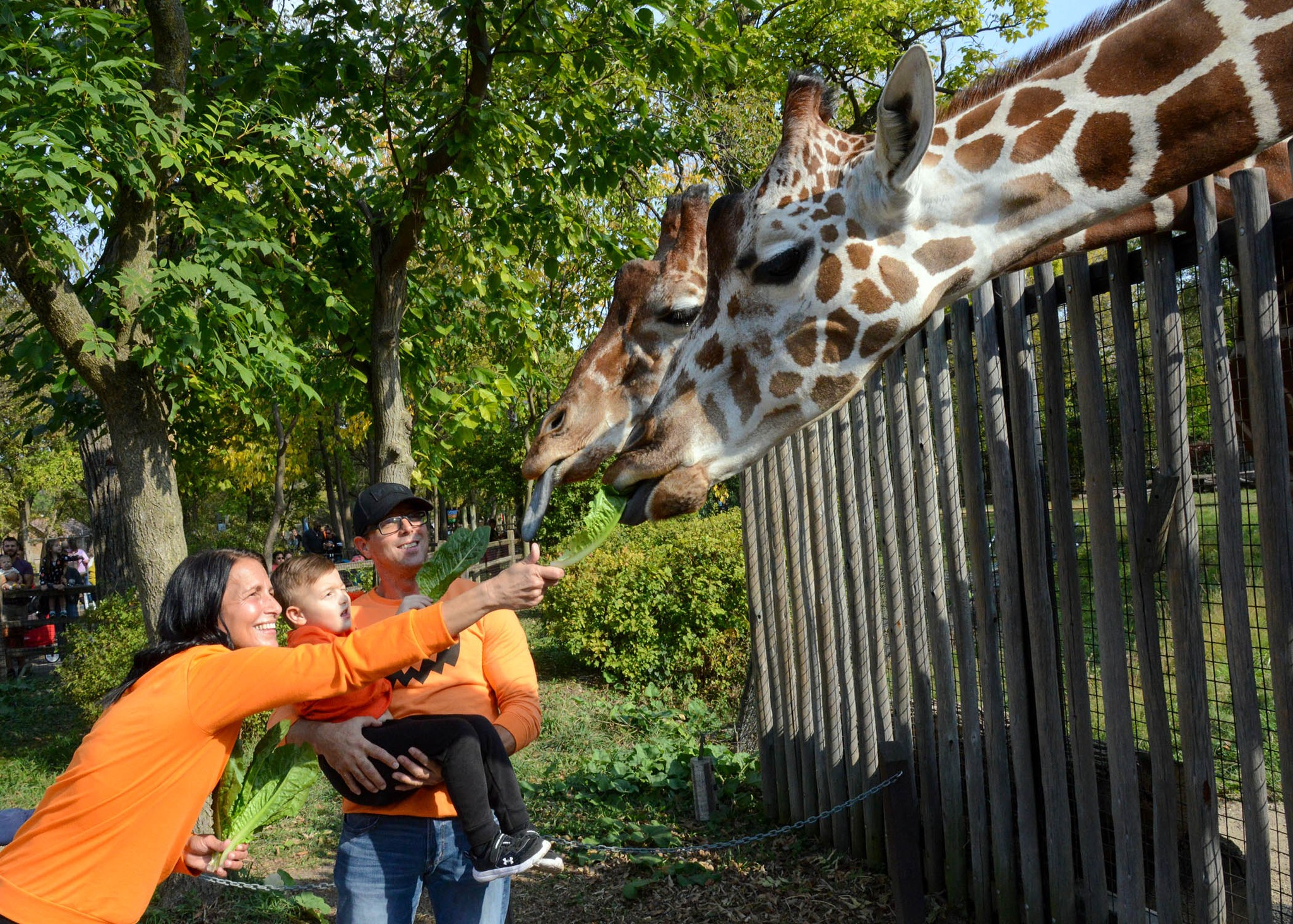 Mark your calendars: BOO! at the... - Brookfield Zoo Chicago | Facebook
