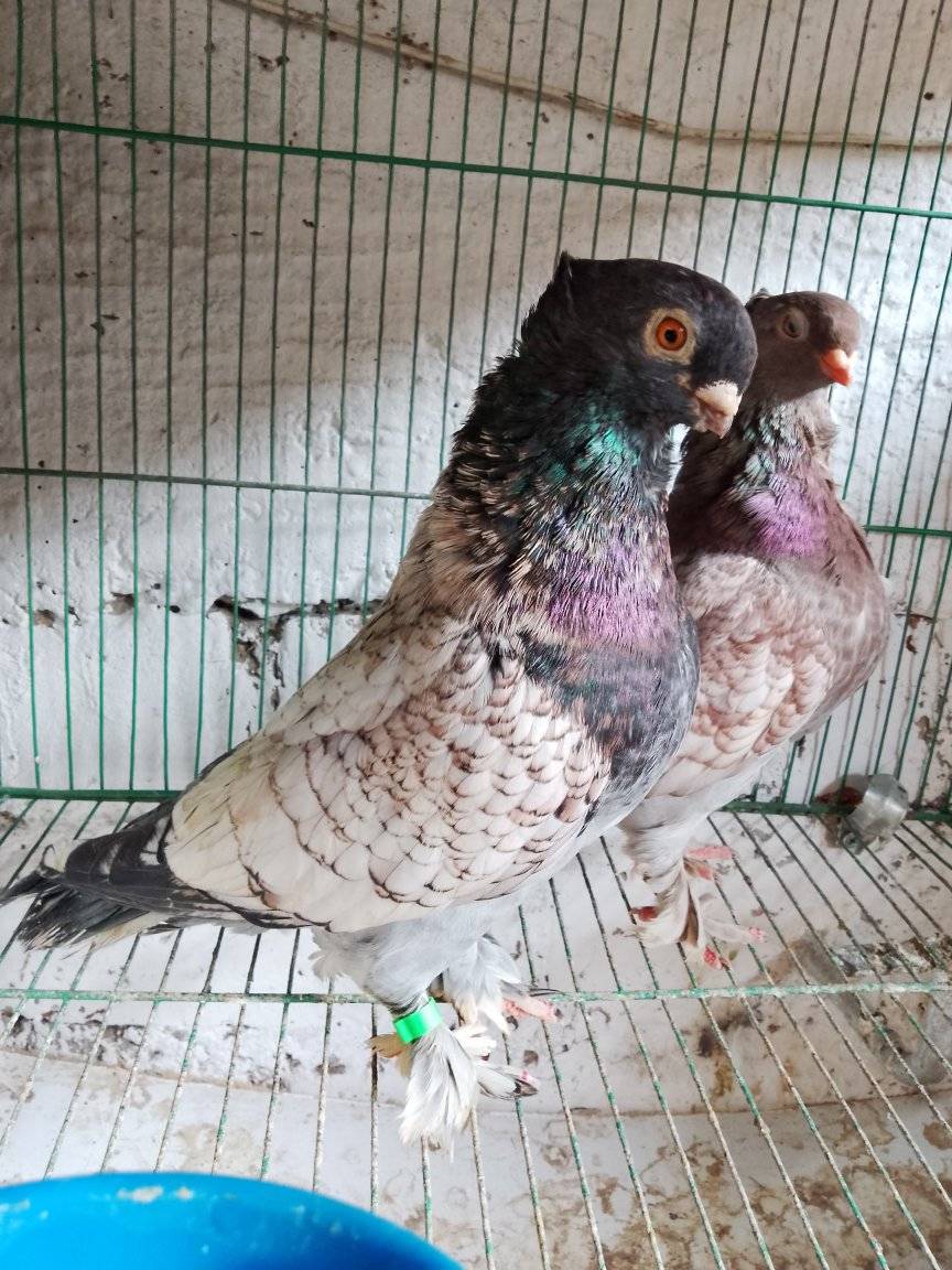 Palomas de Fantasia - Perú