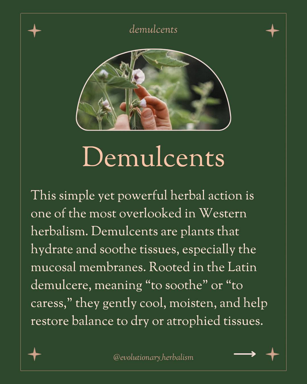 The School of... - The School of Evolutionary Herbalism
