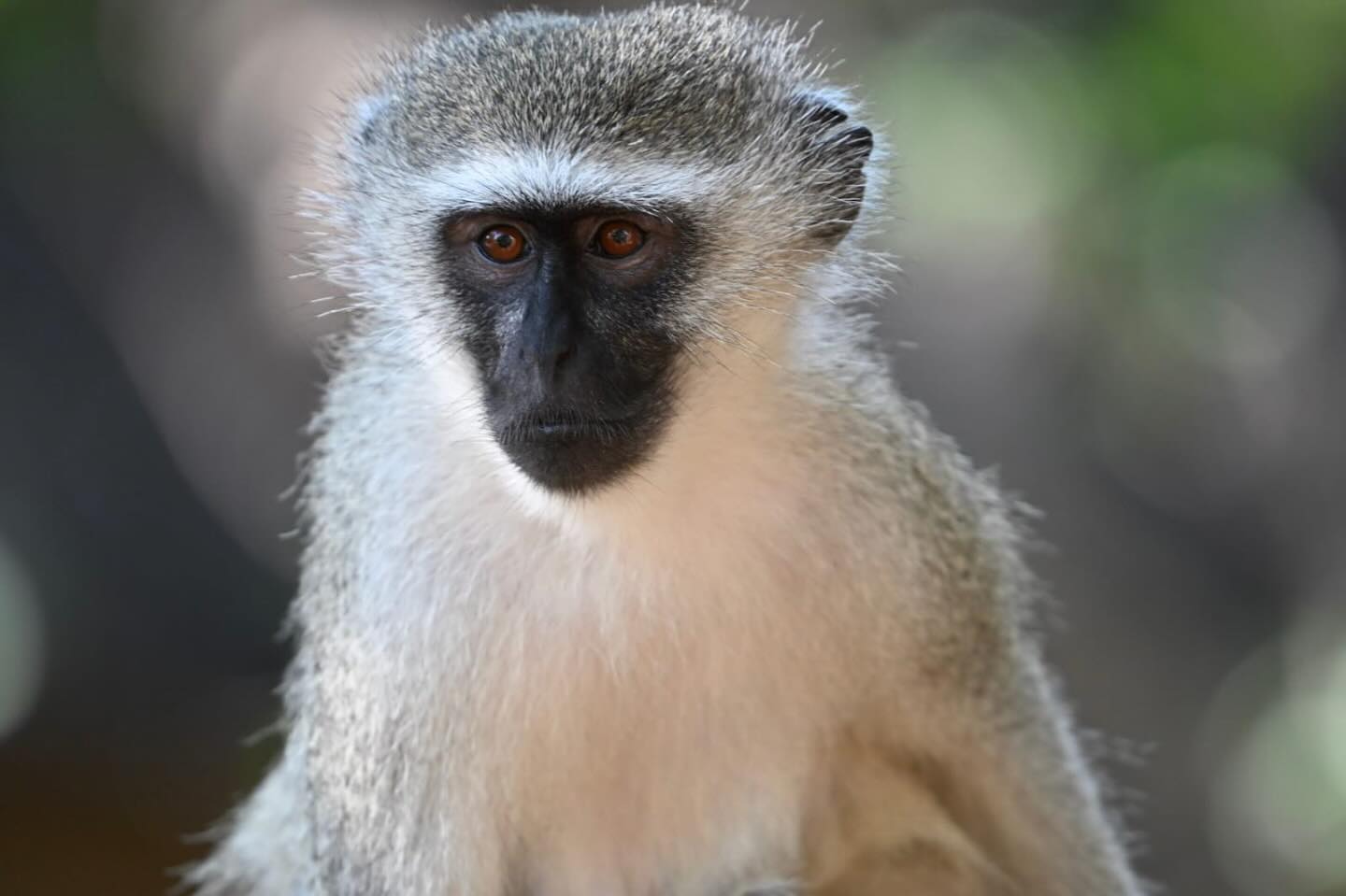 Osprey - Vervet monkeys have a sophisticated system of alarm calls to ...