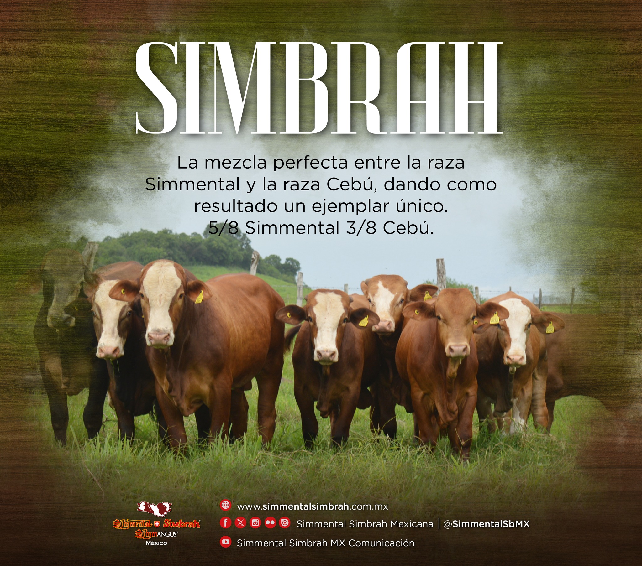 Simmental Simbrah Mexicana | Monterrey